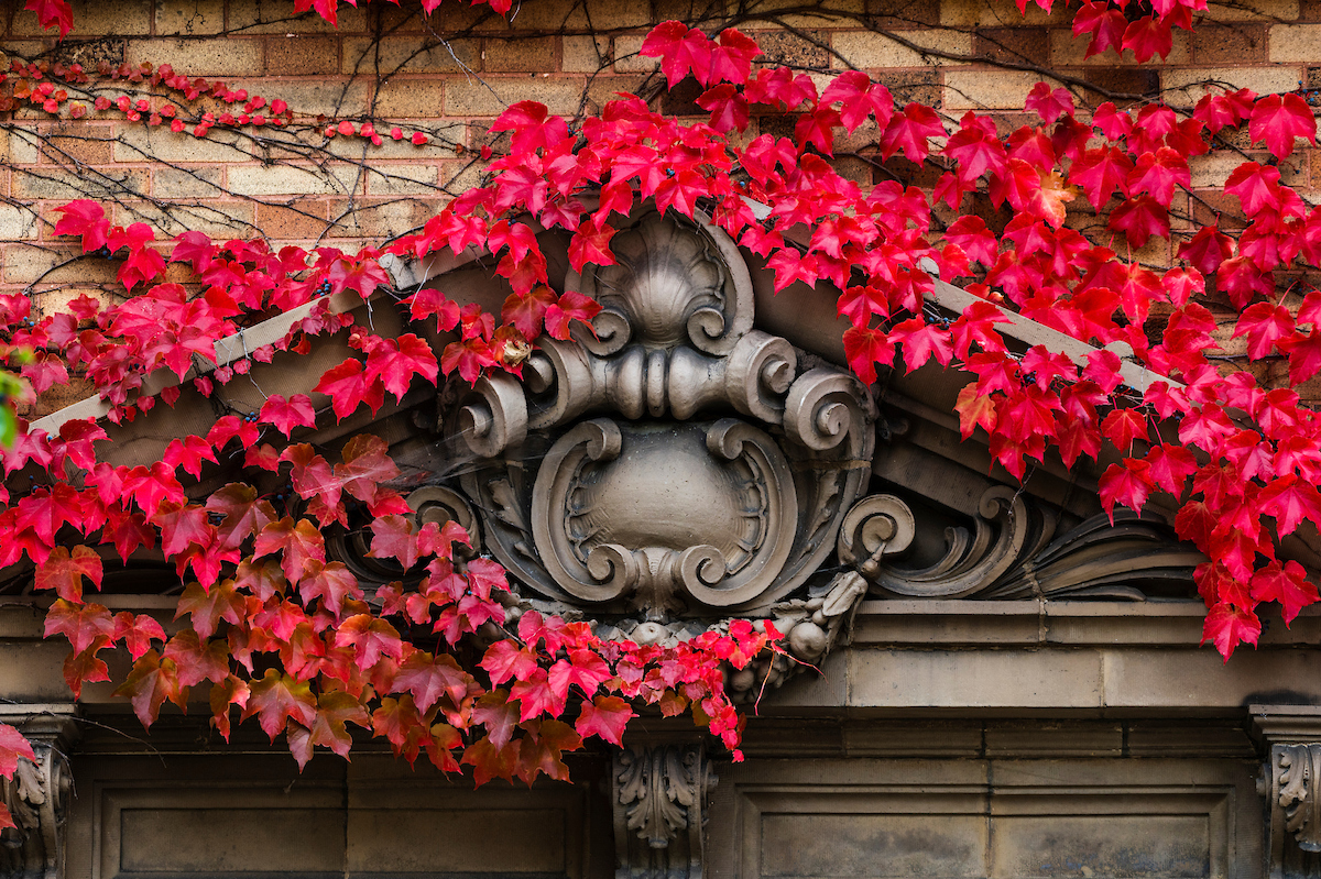 Brilliant fall colors transform campus