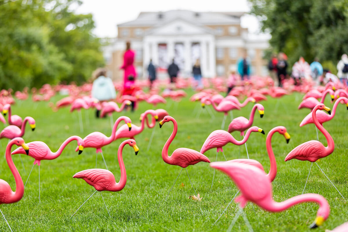 Plastic flamingos flock to Bascom Hill