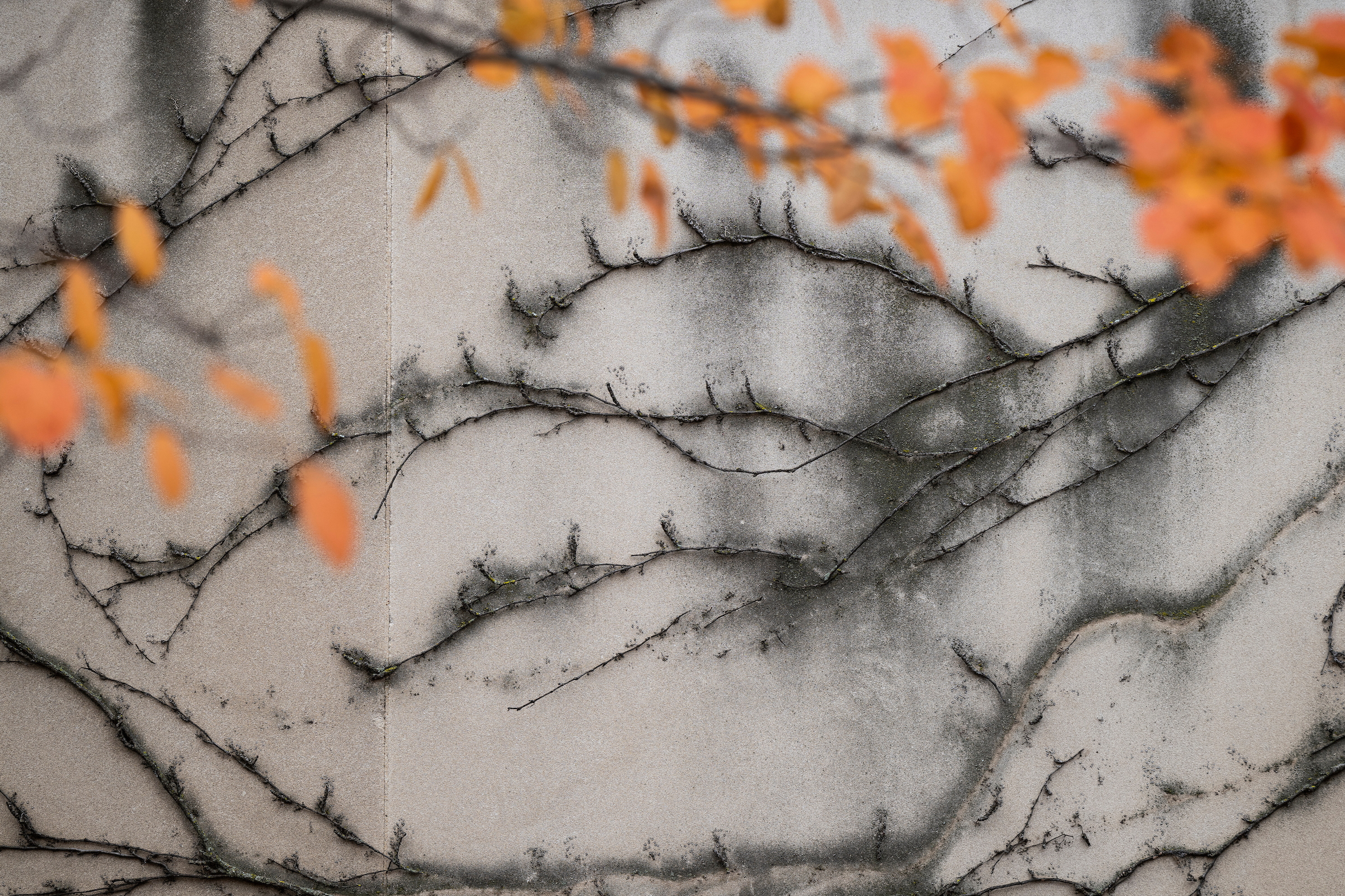 Bare ivy vines cling to the exterior of the Memorial Library at the University of Wisconsin–Madison during a late autumn day