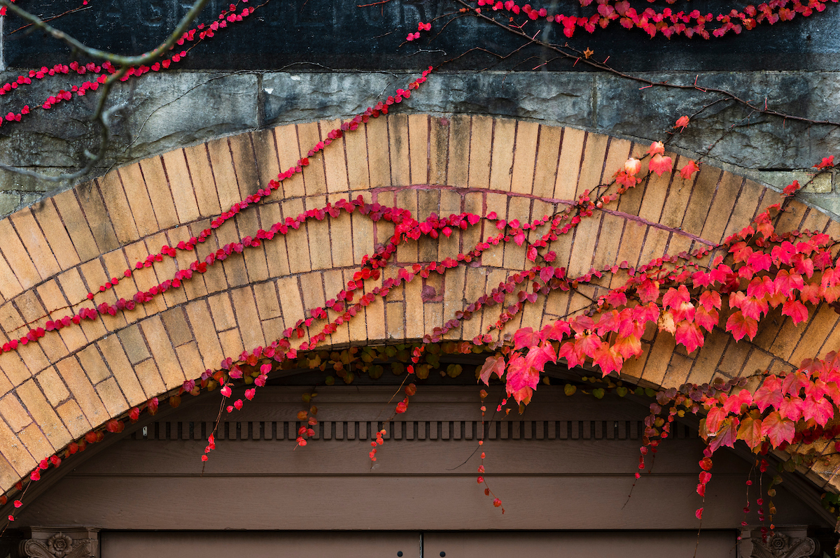 Fall-colored leaves wrap around the exterior of King Hall during autumn at UW