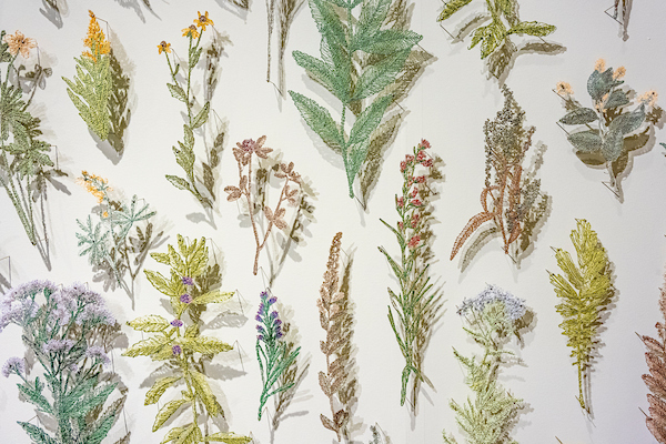Close-up of pressed plants arranged on a white wall.