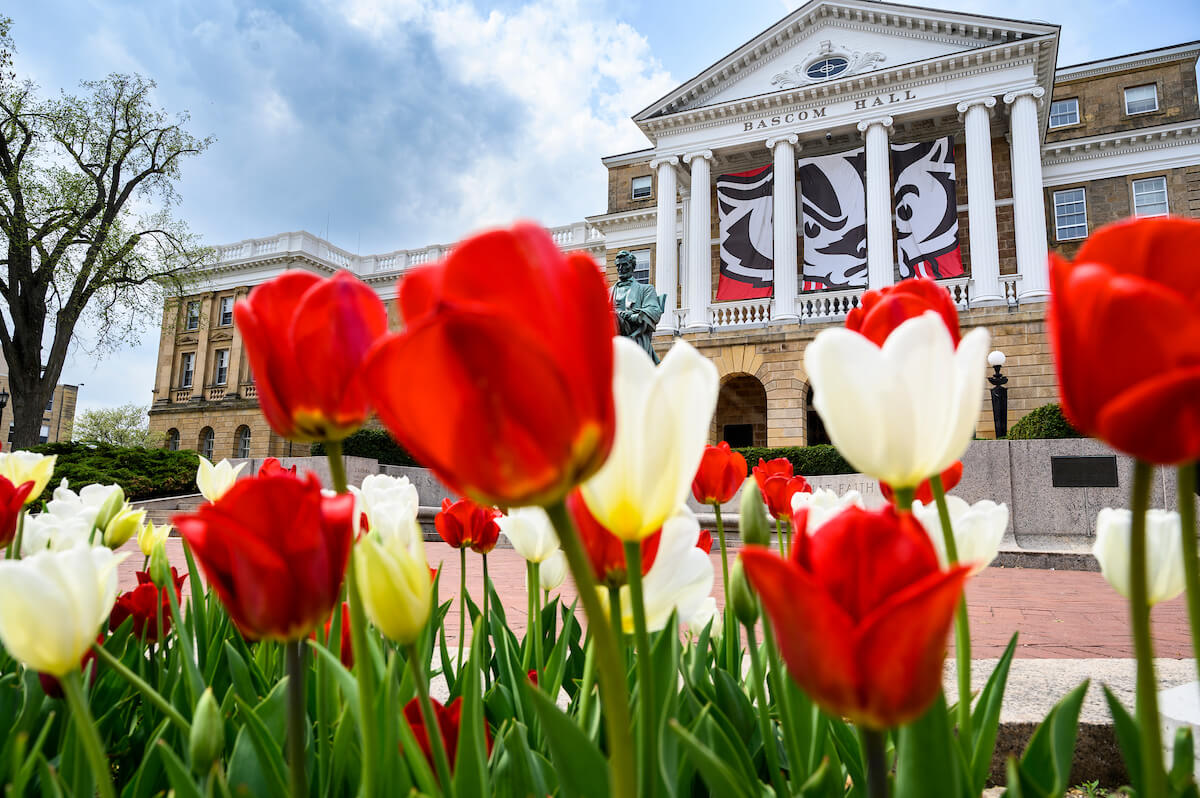 Red and white tulips bloom in front of Bascom Hall